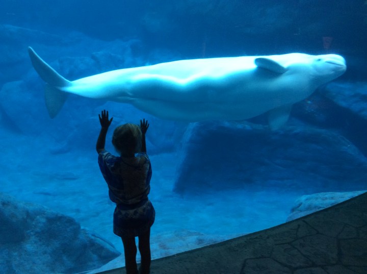 ‘Georgia Aquarium’