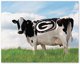 packer-cow