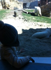 lunch with the polar bear 